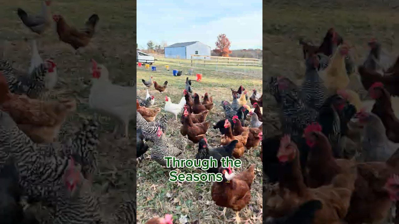 Chickens moving through every season 🌿🐔❄️☀️🍂
