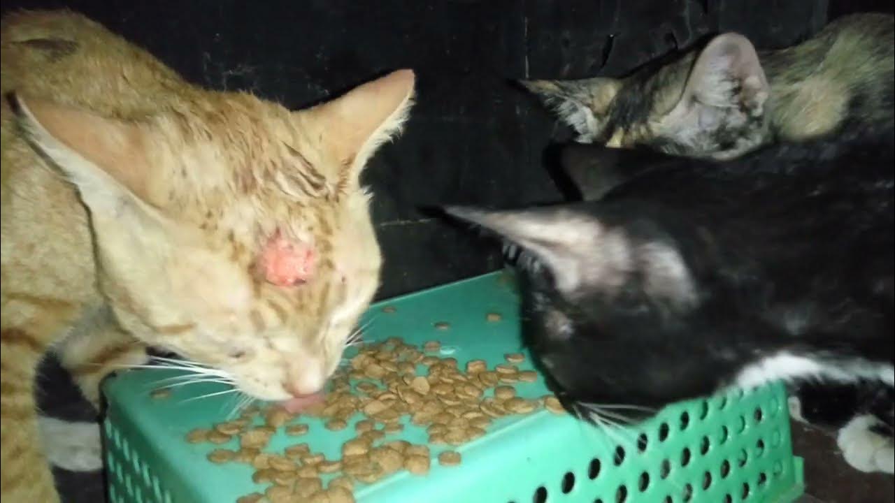 Ginger cats have a yielding character - YouTube