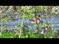 Philippine Duck and Garganey in Candaba, Pampanga, Philippines