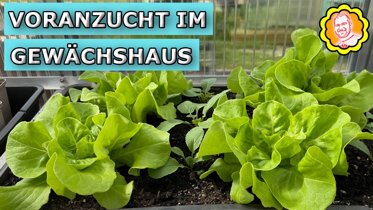 Gemse-Voranzucht im Gewchshaus im April