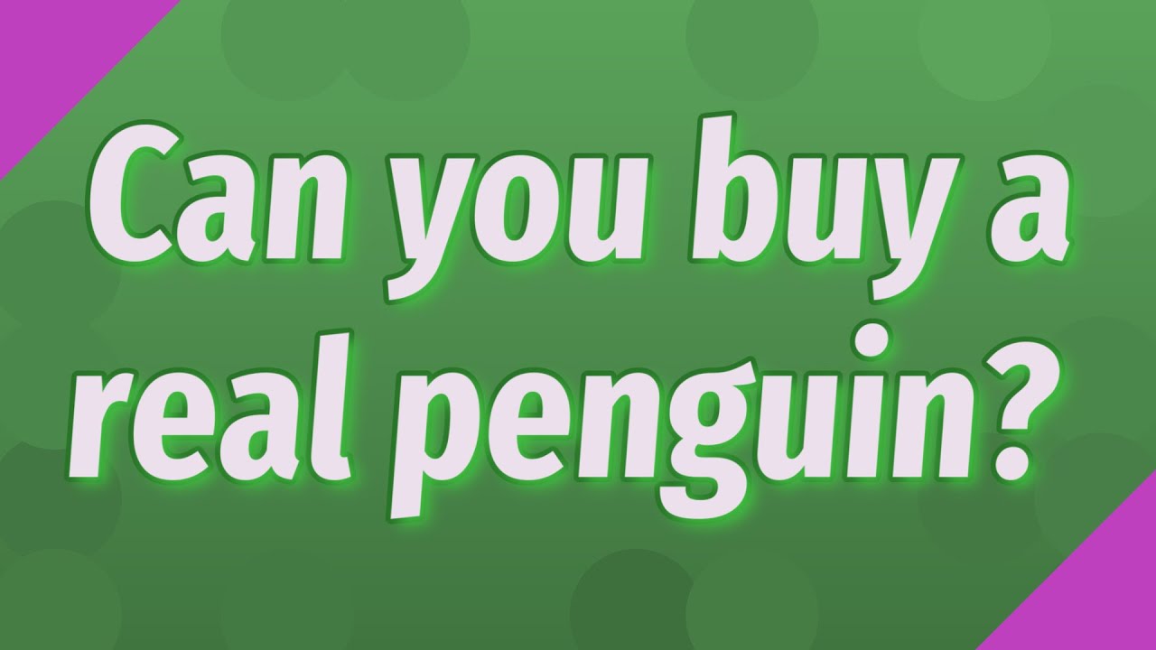 Can you buy a real penguin? YouTube