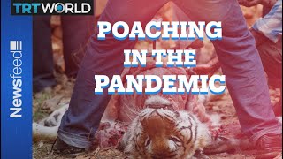 Poaching In The Pandemic: More animals being killed around the globe