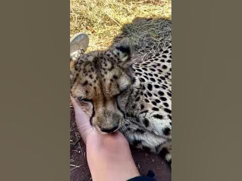 Do Cheetahs like to lick people? - YouTube