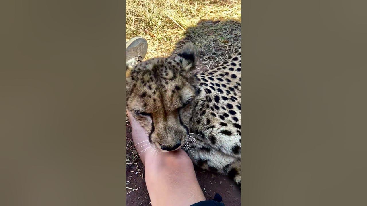 Do Cheetahs like to lick people? - YouTube