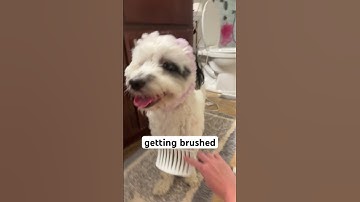 MY DOG’S NIGHT ROUTINE! check comments! #makethisgoviral #fyp #nightroutine #dogs #cute