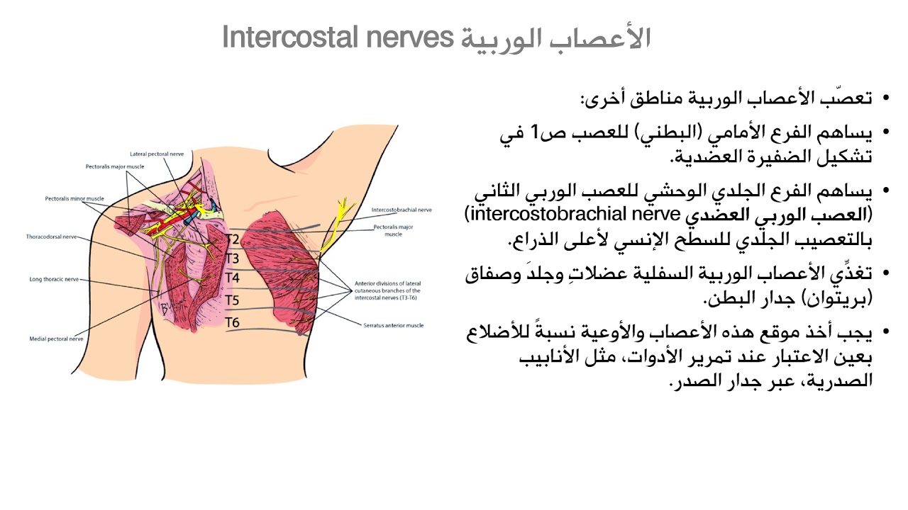 تشريح 2 الصدر 2 الحزمة الوربية والحجاب -د. بيان السيد