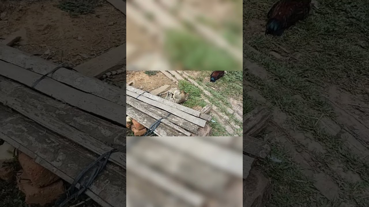 "Paws Up! Kittens Take on Each Other in a Wrestling Showdown!"