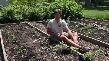 Good and Bad Plants to Intercrop Around Tomatoes