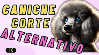 16 caniche corte alternativo técnicas