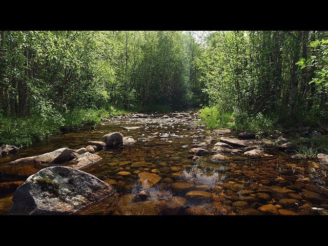 Soothing sounds of birds singing and a stream flowing class=