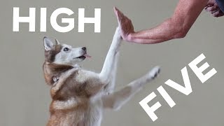 Husky High Five by gardea23 17,465 views 4 years ago 1 minute, 6 seconds