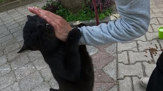 Black cat holding my hand with his paws and rubbing his head