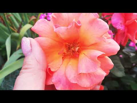 Vídeo: Plantando Rosas No Outono - Instruções Para Iniciantes
