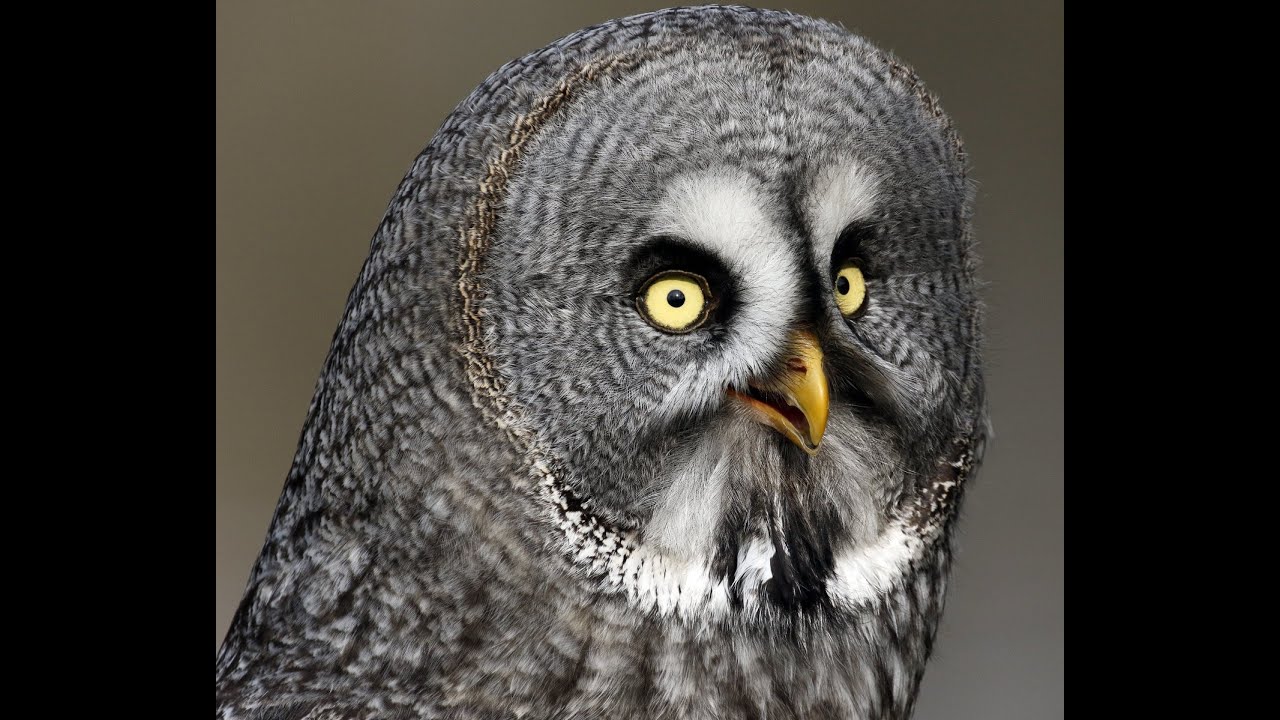 Fun facts for kids - Owls || Educational Video for kids