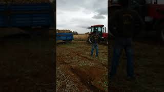 Tafe Ile Tümösanın Imtahanı