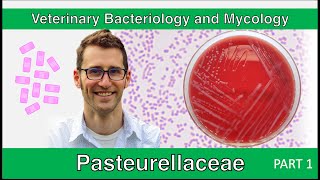 Pasteurellaceae (Part 1) - Veterinary Bacteriology and Mycology