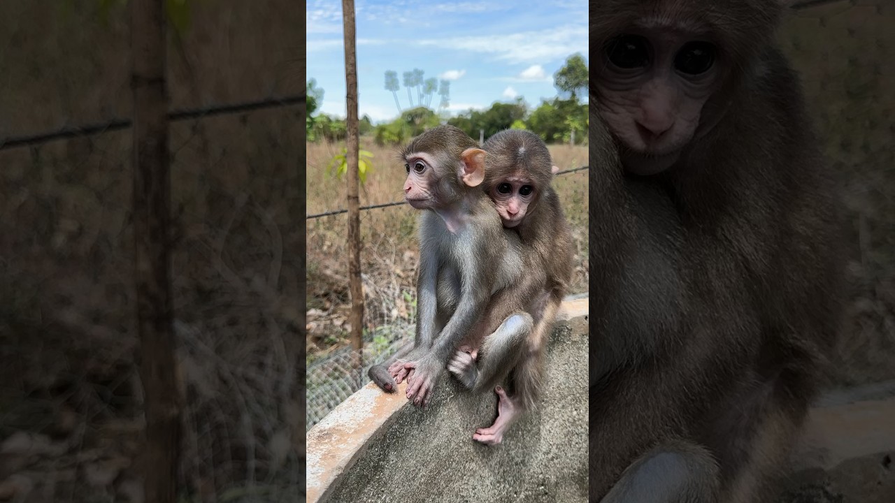 Baby sit play outside 