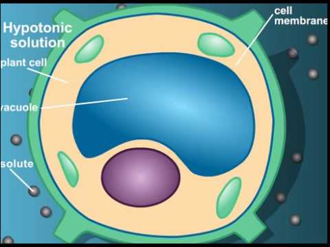 Video: Vad är Plasmolys i en växtcell?