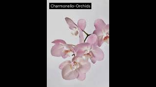 Orchids