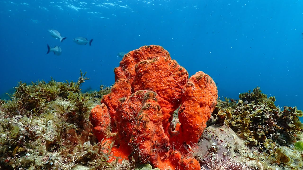 Diving Bremer Bay Back Beach Bommie YouTube