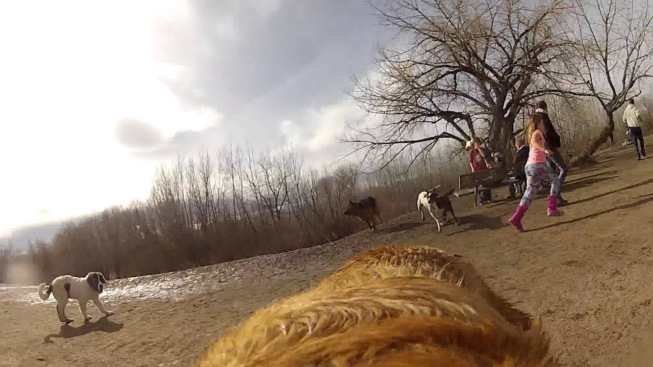 GoPro Doggy Cherry Creek Dog Park Jake Running Around YouTube