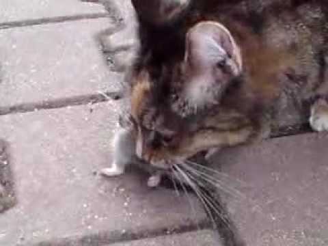 Katze spielt und frisst Ratte - my cat is eating a rat ...