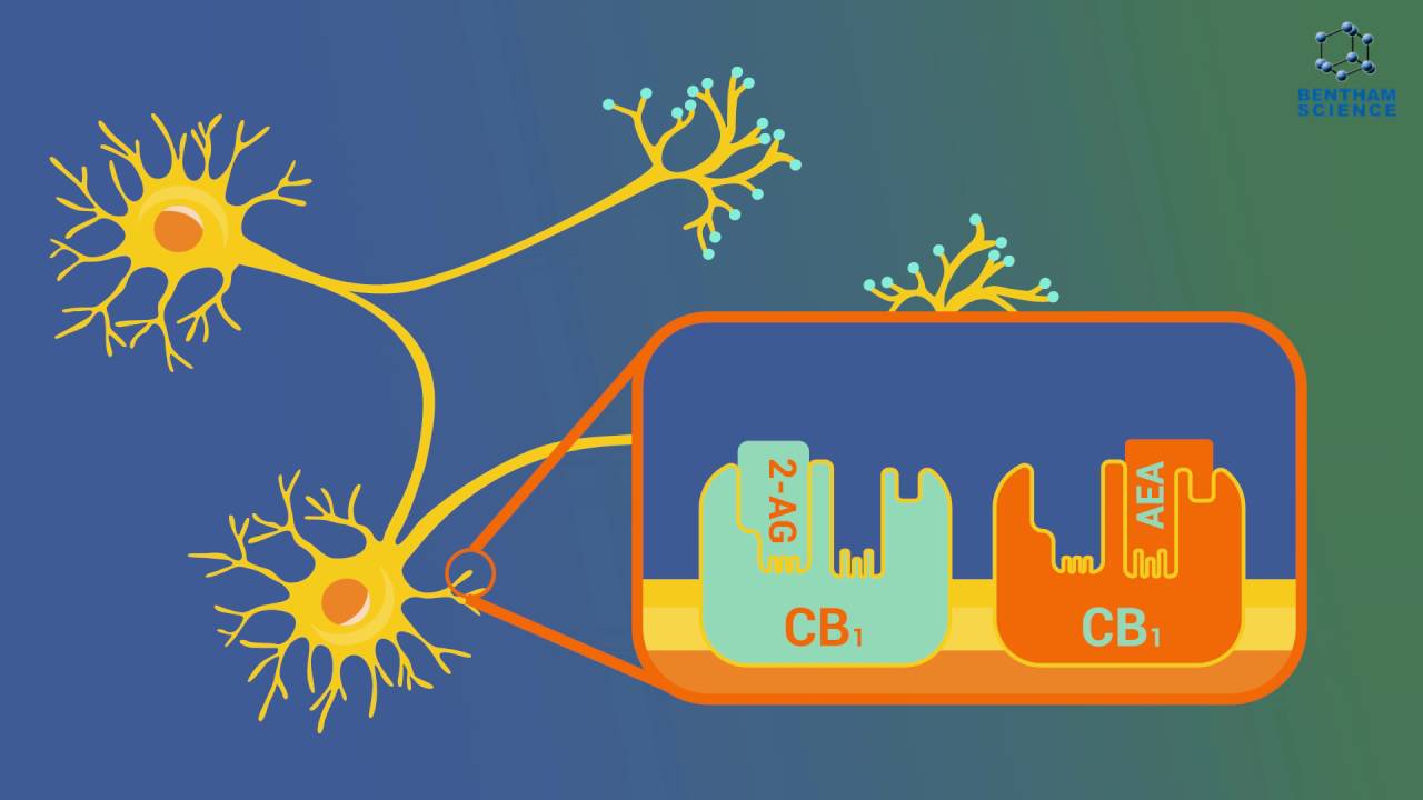 eBook: Endocannabinoids: Molecular, Pharmacological, Behavioral and Clinical Features