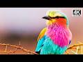 Stunning Birds of the World 🐦🌍 | Relaxing Nature Views & Bird Sounds.#WorldBirds#NatureRelaxation