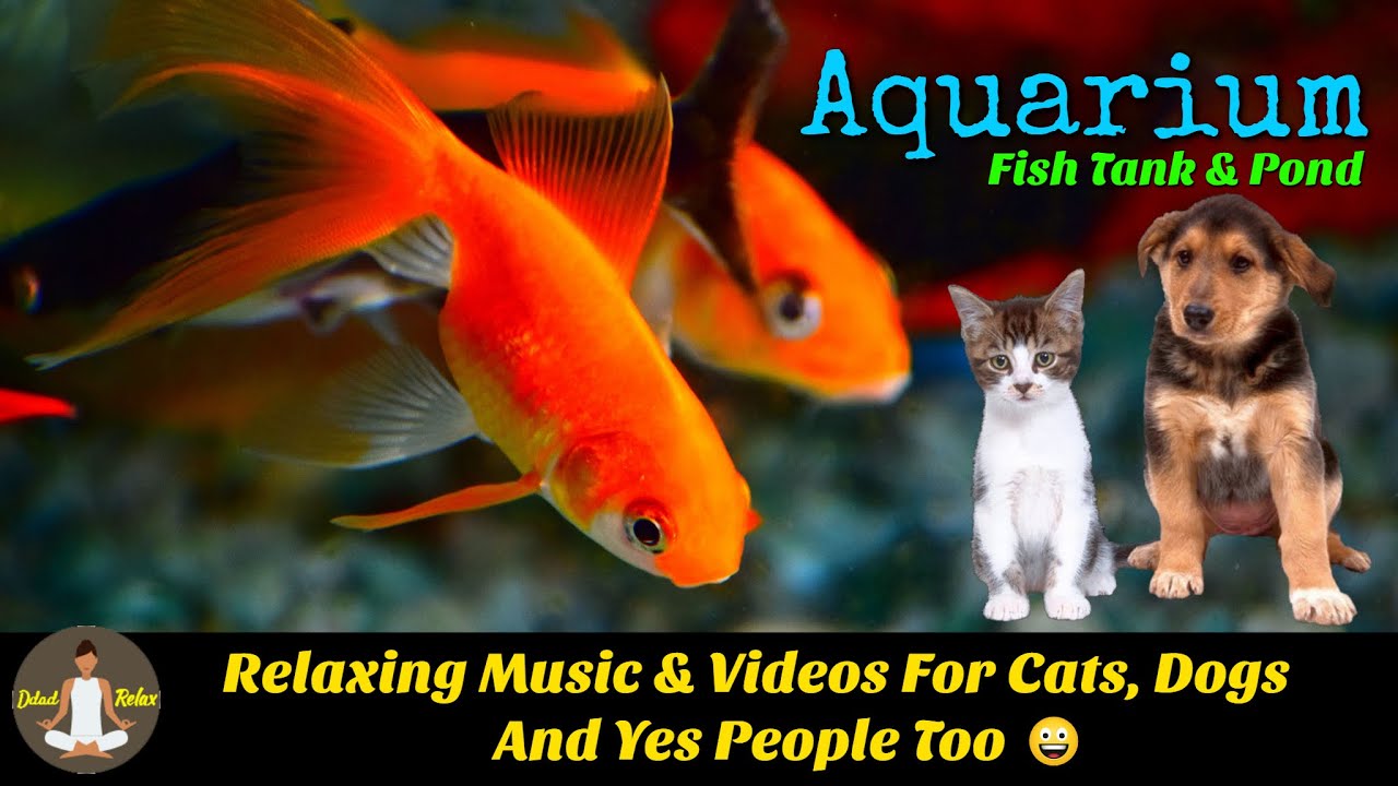 😺 Relaxing Music For Cats, Dogs And Yes People Too 😃 | Aquarium, Fish Tank & Pond Scenes 🙏
