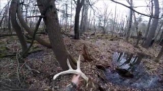 Shed Hunting Wisconsin for Huge Antlers