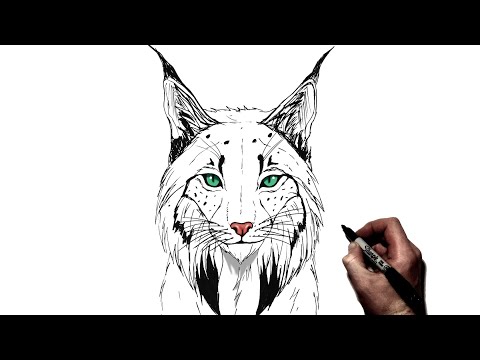וִידֵאוֹ: איך לצייר Lynx