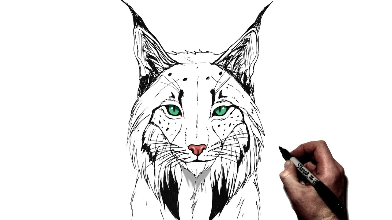 drawing, tutorial, Lynx drawing, how to draw a Lynx easy, Lynx, a...