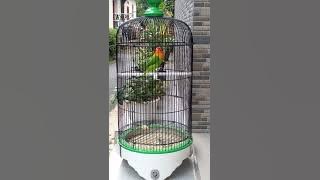 Masteran lovebird biola fighter