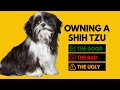 Owning a shih tzu the good the bad the ugly