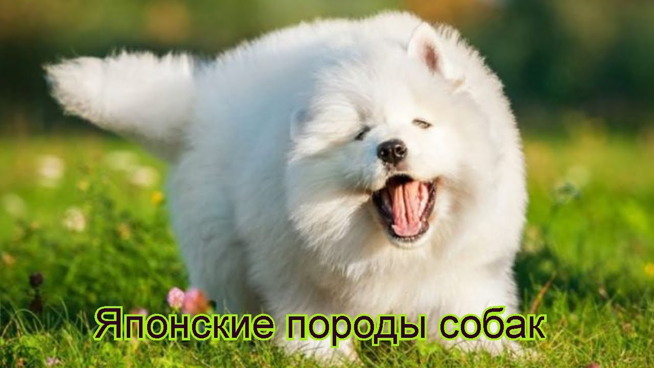 японские породы собак