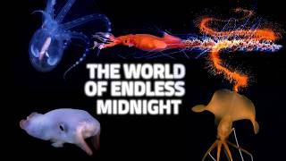 What Hides In The Midnight Zone