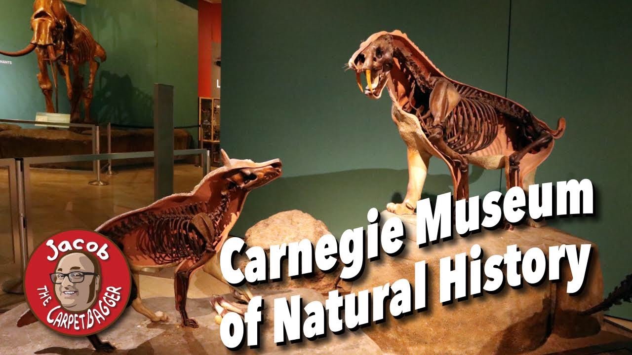 Secrets of the Carnegie Museum of Natural History - YouTube