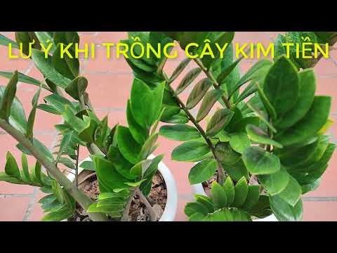 Video CÂY KIM TIỀN RẤT ĐỘC NHỮNG LƯU Ý KHI TRỒNG - youtube