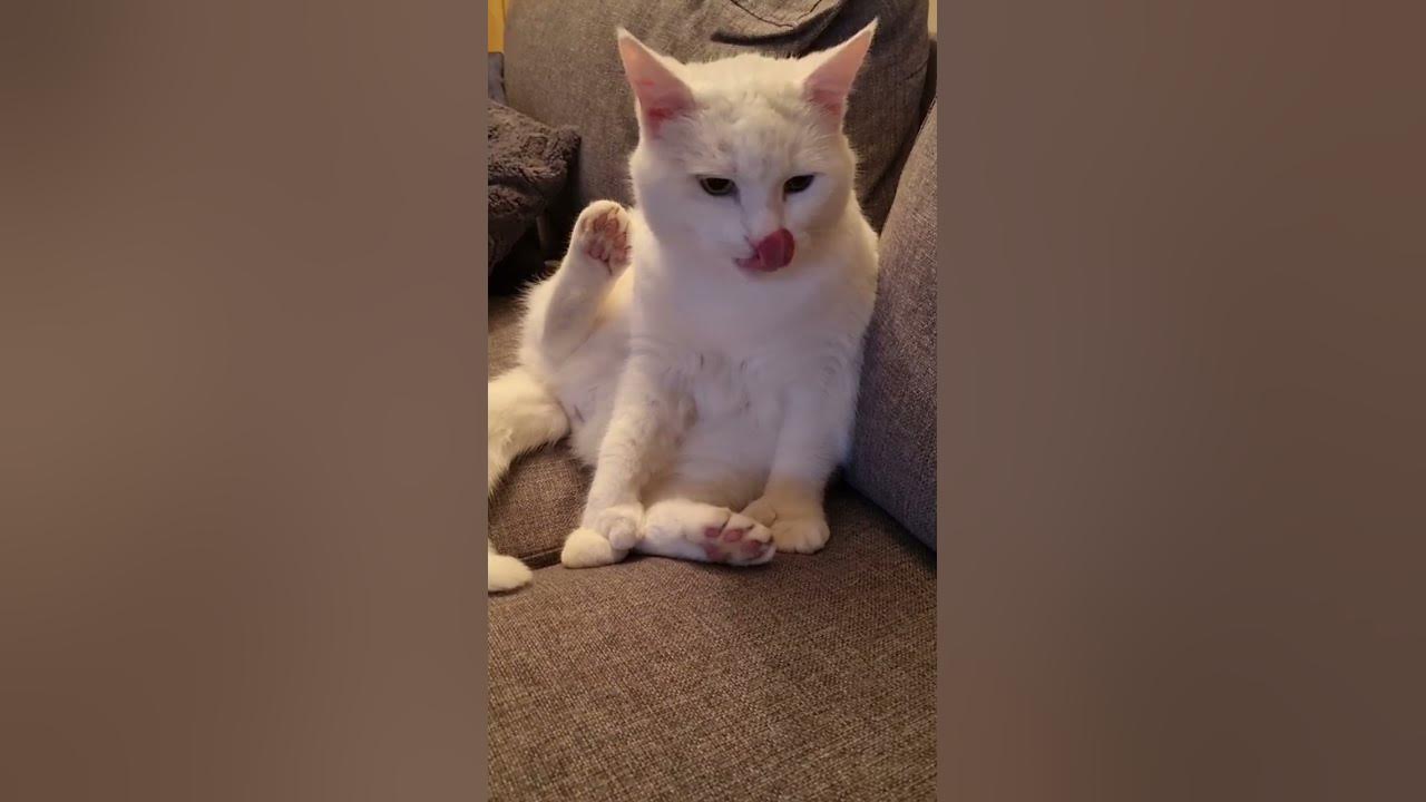 My white cat🐈 YouTube
