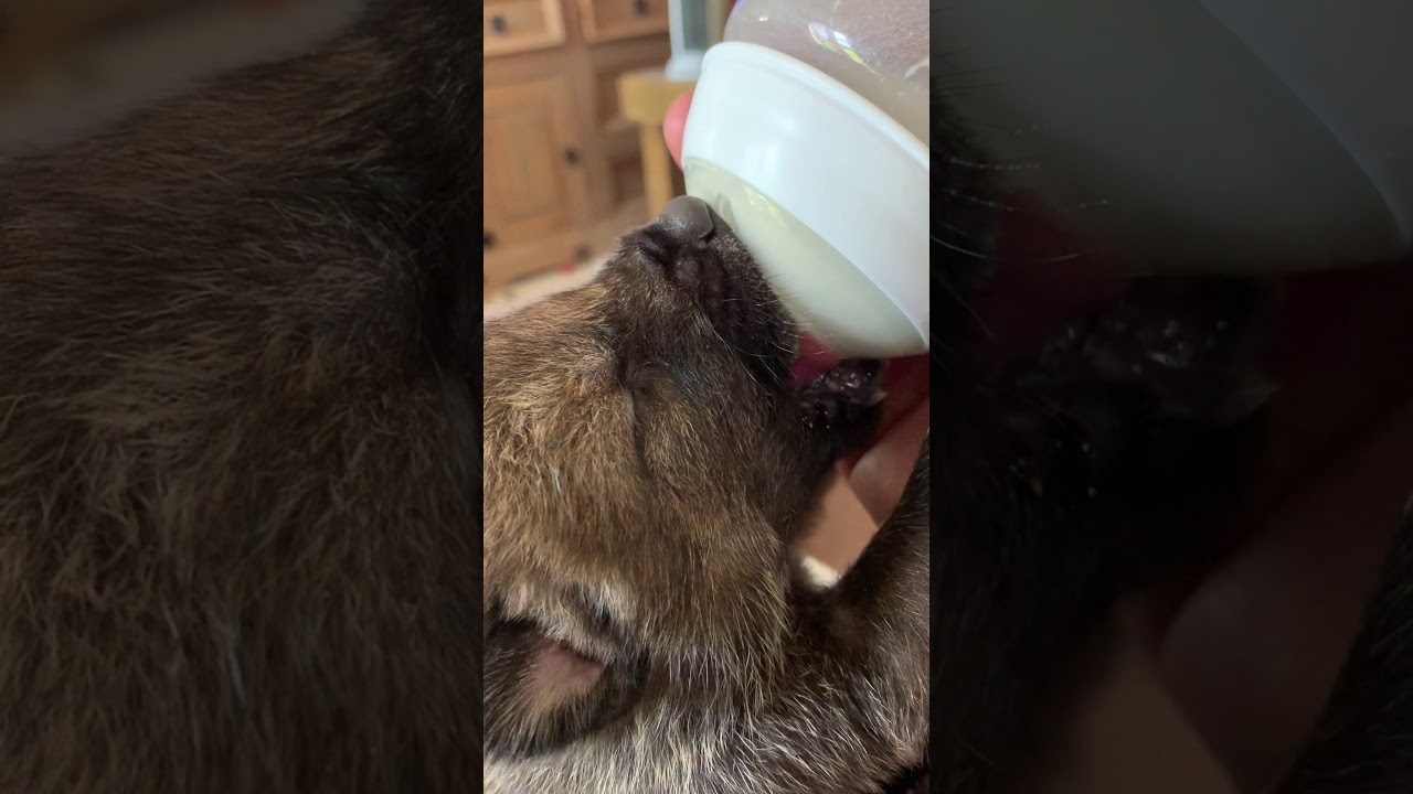 Bottle Rearing Wolf Cubs at The Little Zoo - YouTube