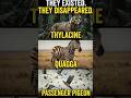 3 Animals Humans Saw But Are Now Extinct