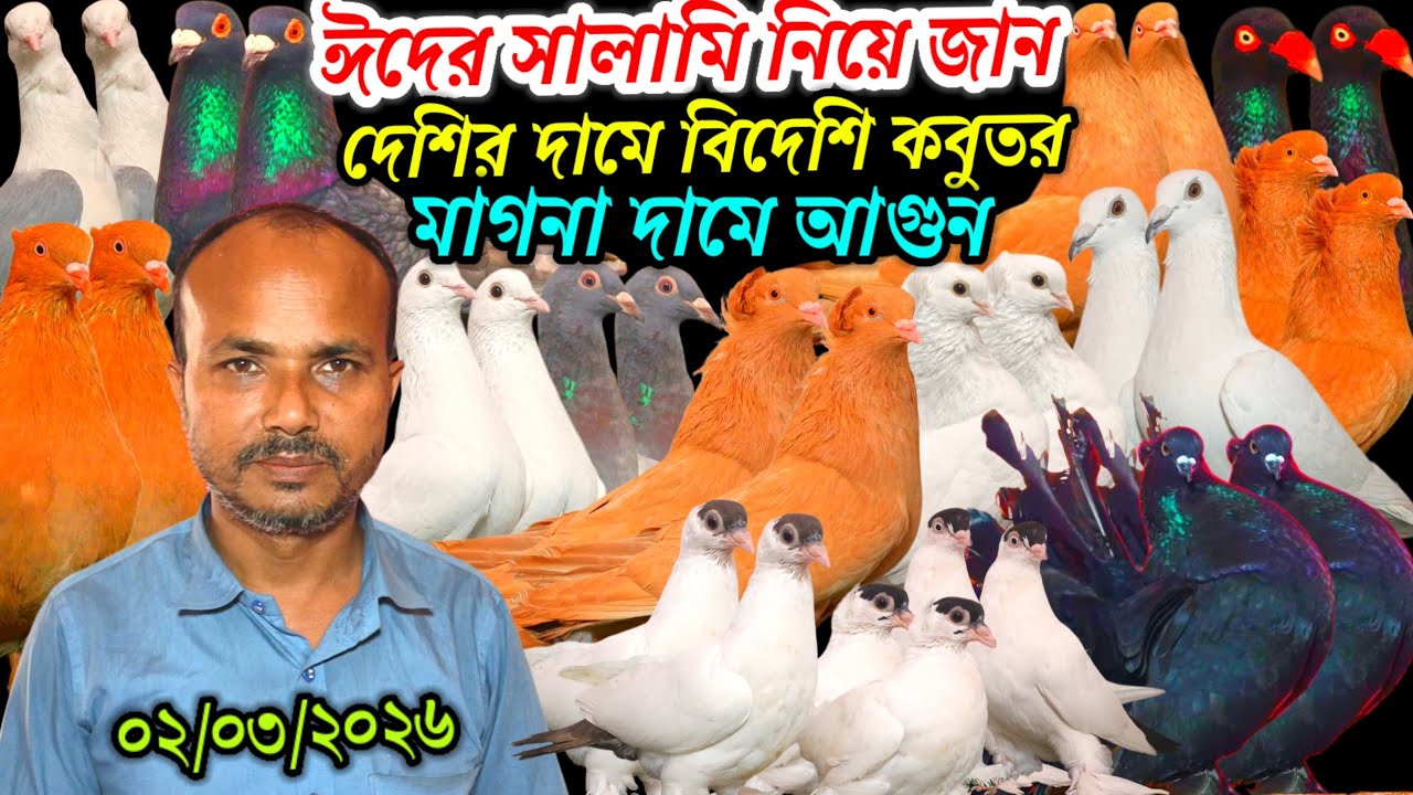 ঈদের সালামি নিয়ে জান দেশির দামে বিদেশি কবুতর মাগনা দামে আগুন পানির দামে কবুতর ইতিহাস কাঁপানো অফার