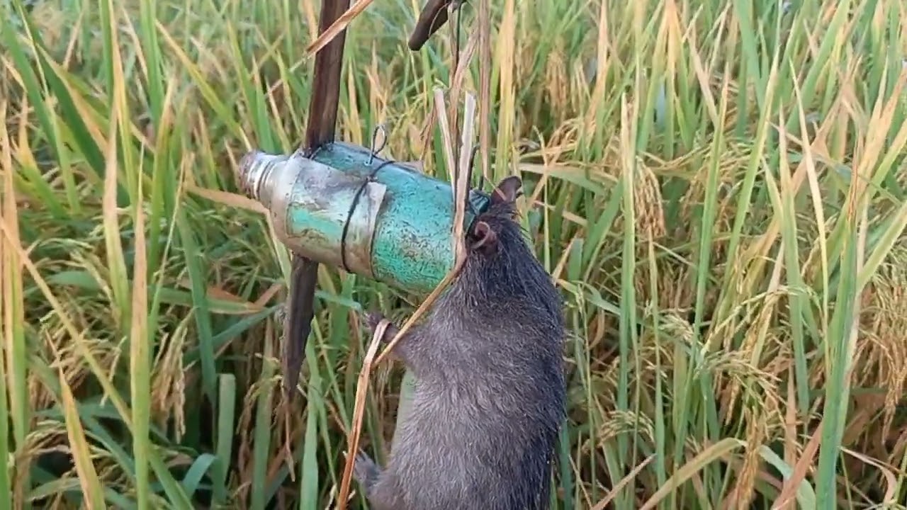 ไซค์โตๆคับ