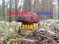 Грибной сезон 2018 Собираем белые грибы