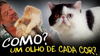 GATOS PERSA, HIMALAIA E EXÓTICO: HISTÓRIAS E SEGREDOS