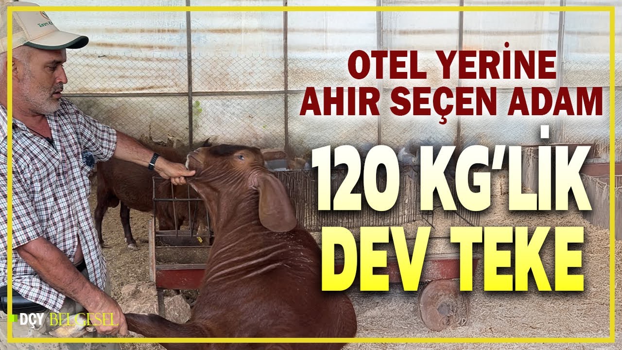 120 kilogramlık dev teke! - Lüks otele gönderseler durmam
