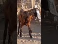 #topquality #sojet #ajmera #sirohi #gujri #goat #funny #popular #shortvideo #100millionviews