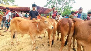 22/06/25/প্রচুর চাহিদা সম্পূর্ণ শাহিওয়াল জাতের ছোট্ট ষাঁড় বাছুর গরুর দাম দর জয়পুরহাট গরুর হাট #cow