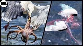 Animals in Bad Condition with the Wrong Enemy