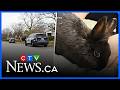 Final Five: Stabbing in Cambridge and bunnies abandoned in a grocery store